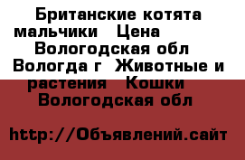 Британские котята мальчики › Цена ­ 5 000 - Вологодская обл., Вологда г. Животные и растения » Кошки   . Вологодская обл.